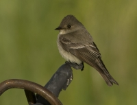 Willowfly Catcher by Terry R Thomas