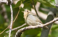 Worm Eating Warbler by Darren Clark