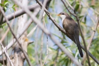 Yellow Billed Cuckoo by Darren Clark