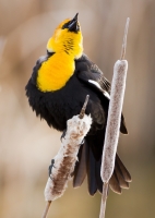 Yellow-Headed Blackbird by Darren Clark
