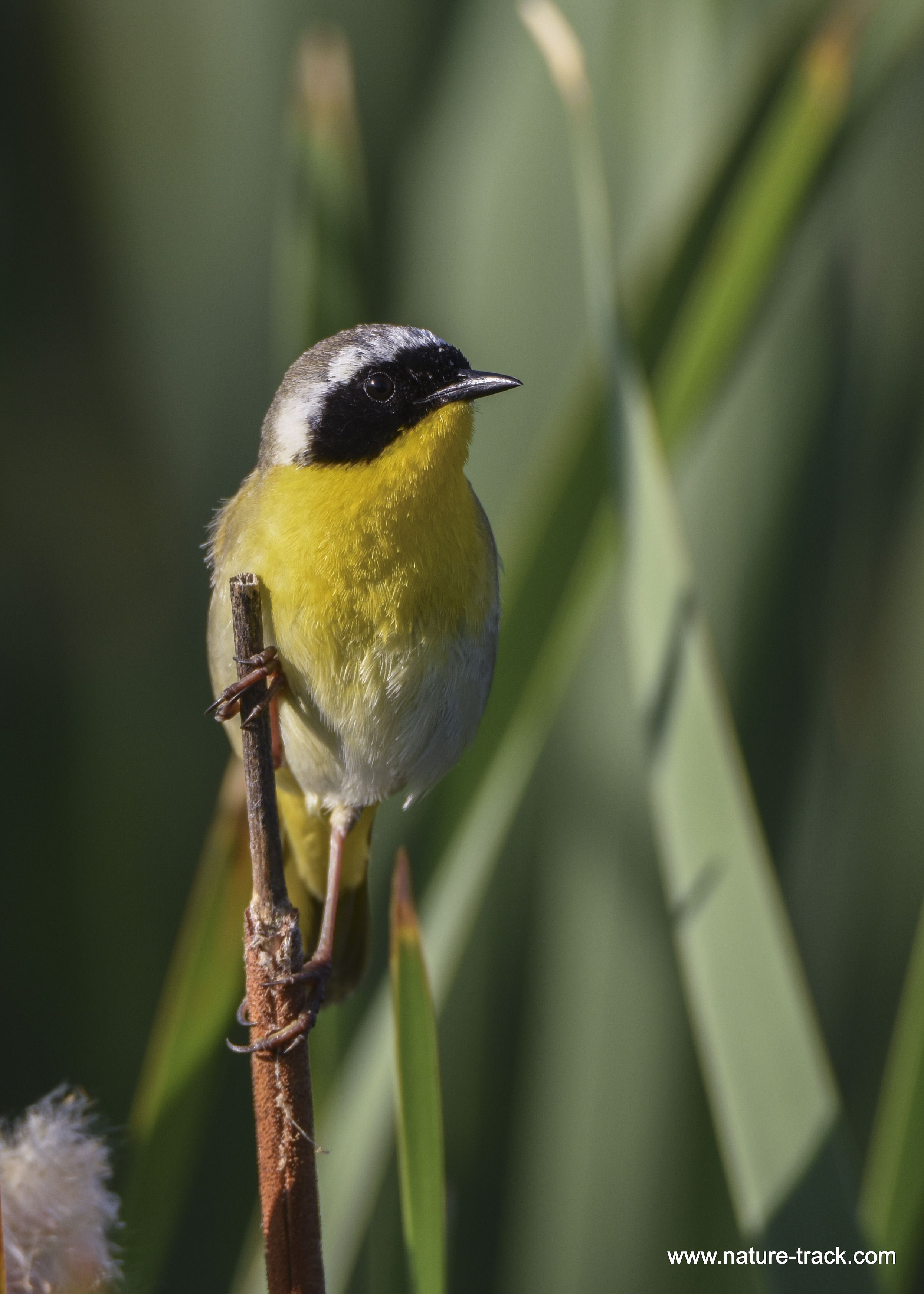 Common Yellowthroat Common Yellowthroat