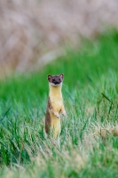 Long Tailed Weasel by Ray Liable