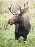 Moose by Darren Clark