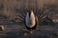 Sage Grouse by Terry R Thomas