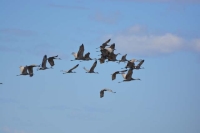 Sandhill Cranes Flying by Linda Milam