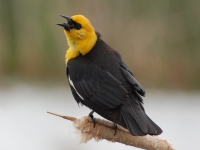 Yellow-Headed Blackbird by Linda Milam
