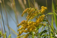 Yellowweed (Solidago elongata) also called goldenrod by Linda Milam