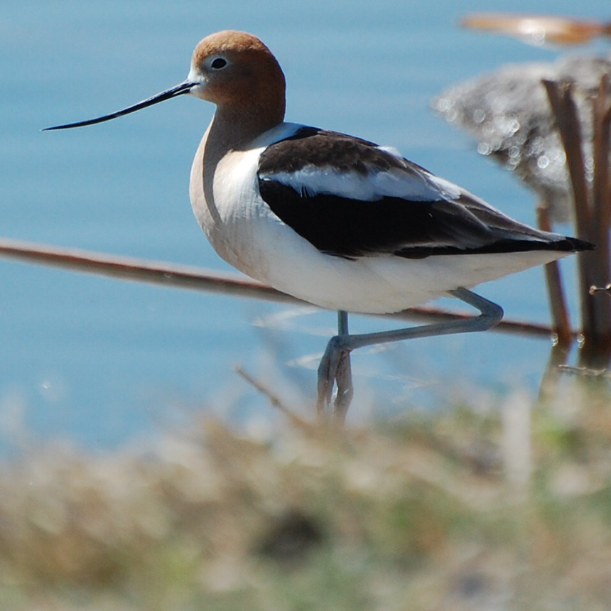 Avocet by Linda Milam